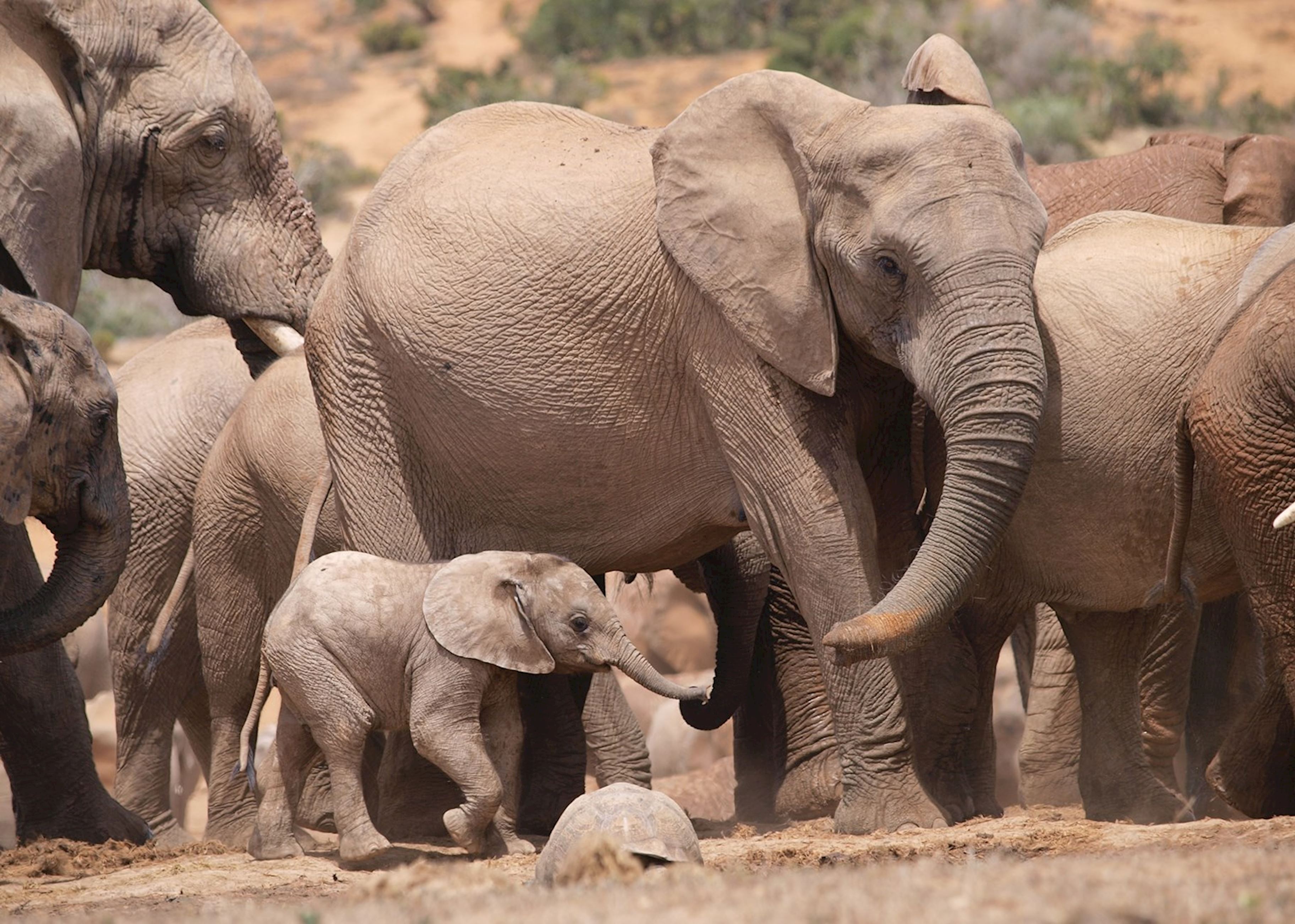 Addo Elephant Park